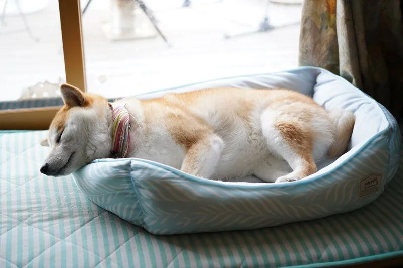 窓辺の愛犬