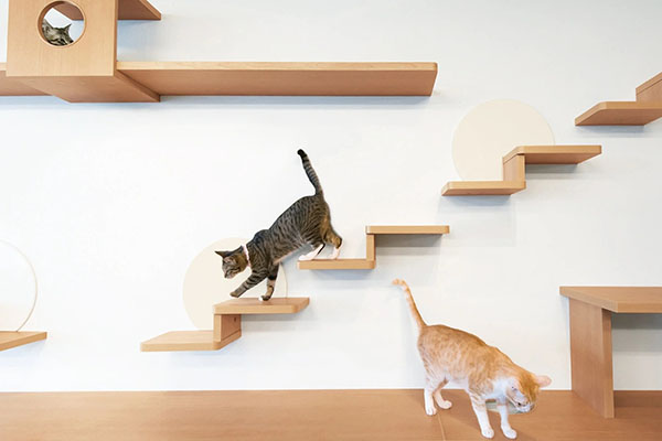 キャットステップ