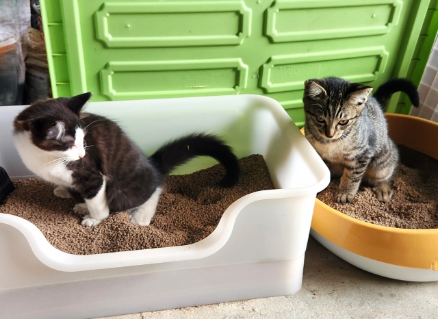 猫のトイレ