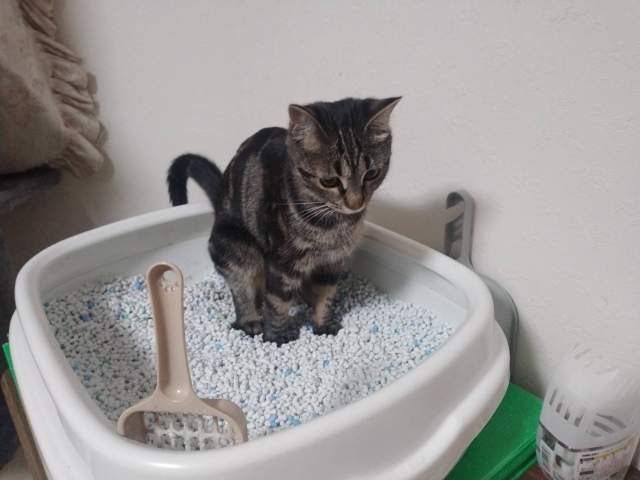 トイレに座るねこ