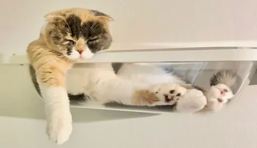 空中お風呂[キャットバス]