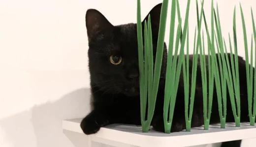 草むらからひょっこり[キャットグラス]