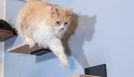 自由に置いてね[キャットステップキット]