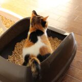 猫のトイレ